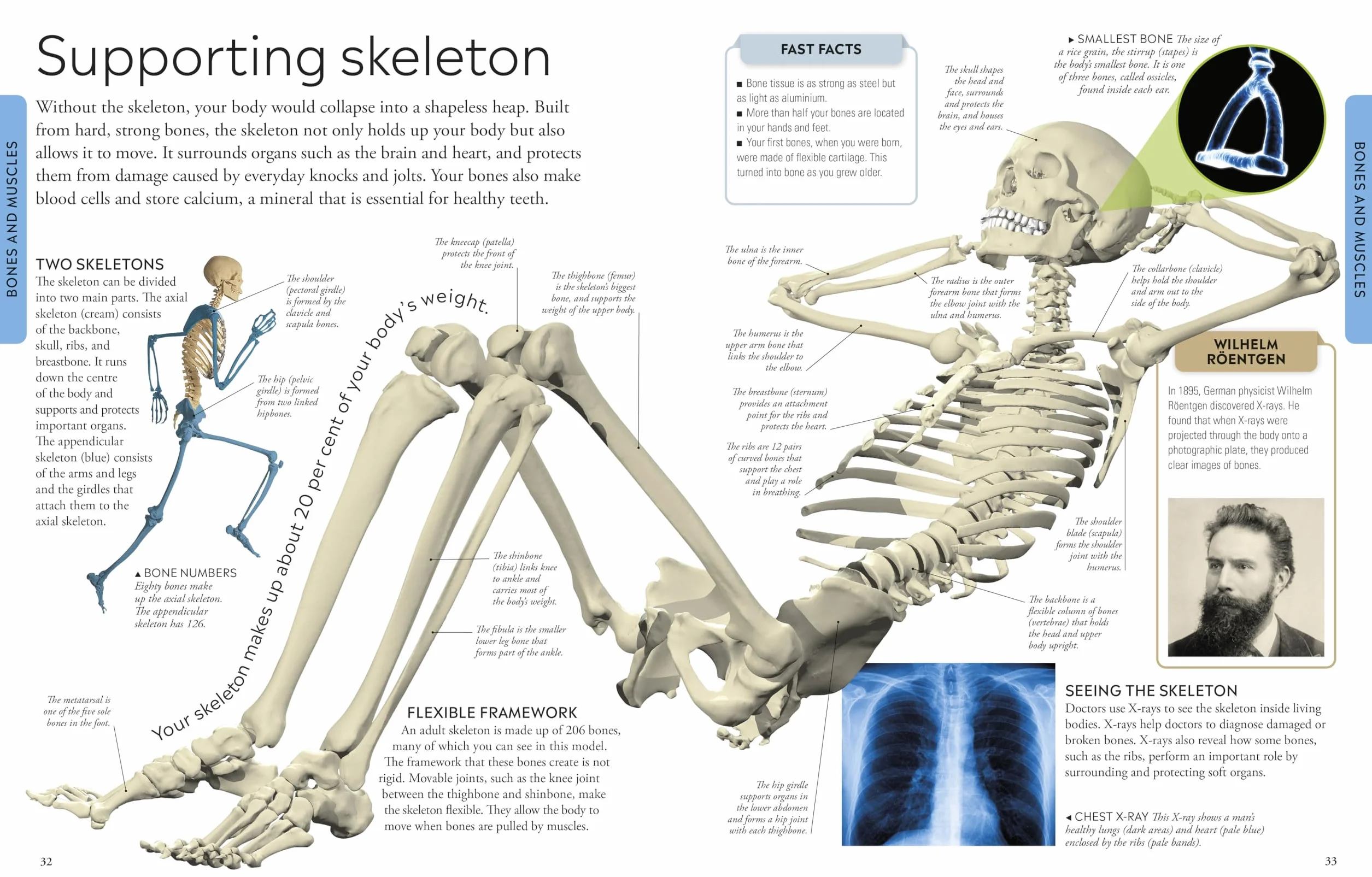 Human Body A Children's Encyclopedia