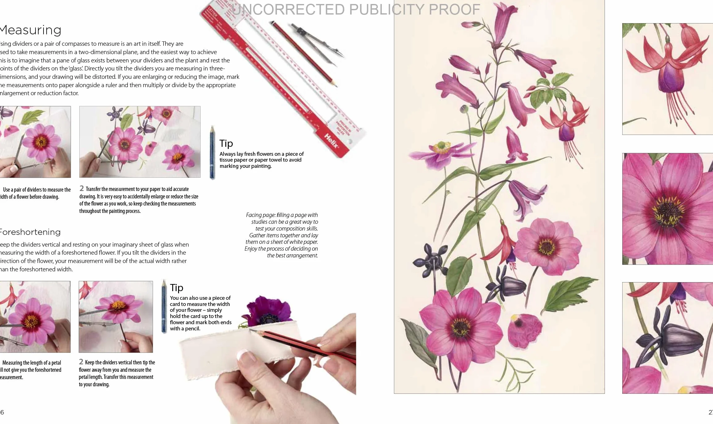 Billy Showell's Botanical Painting in Watercolour