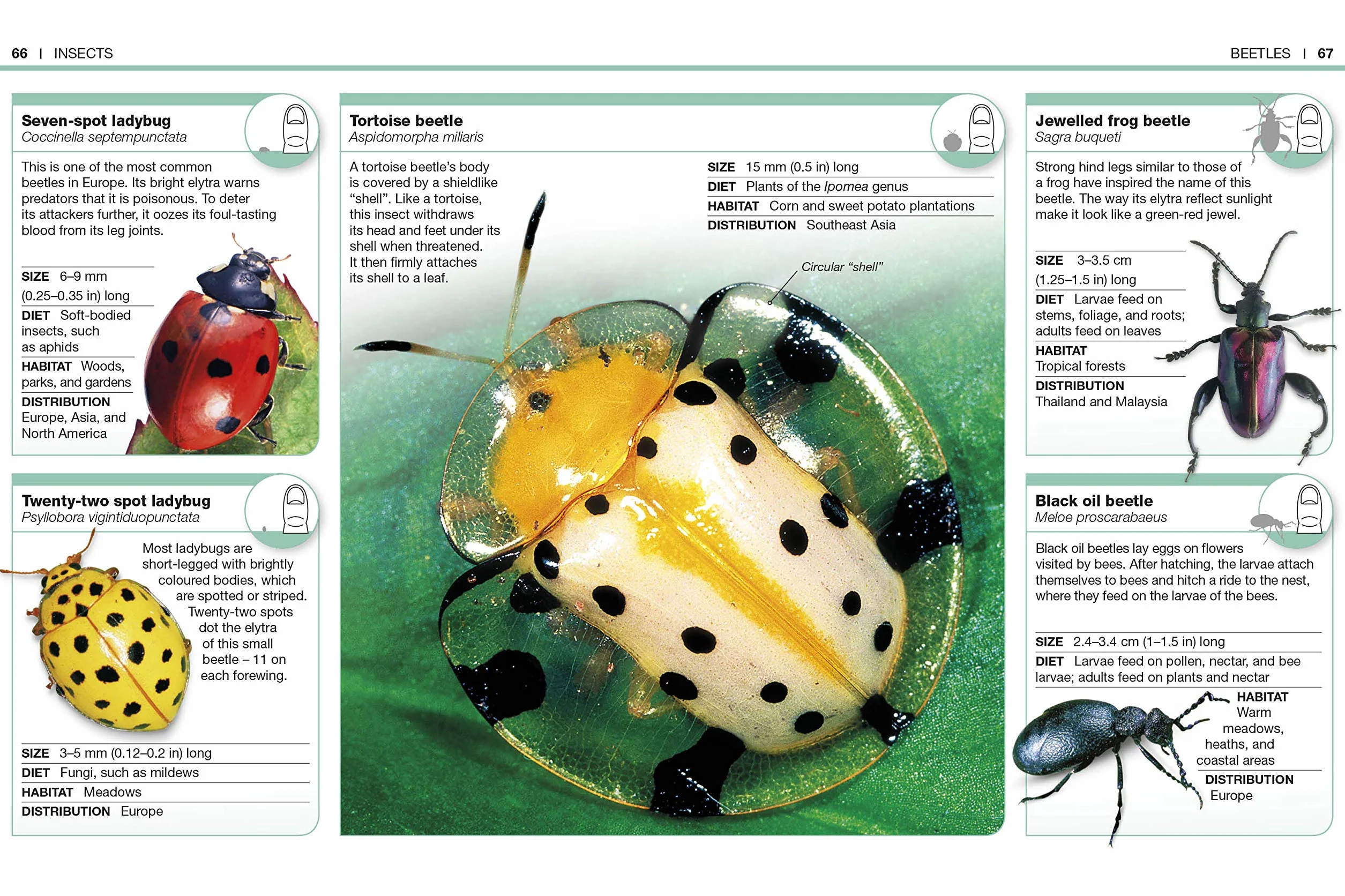 Pocket Eyewitness Insects: Facts at Your Fingertips