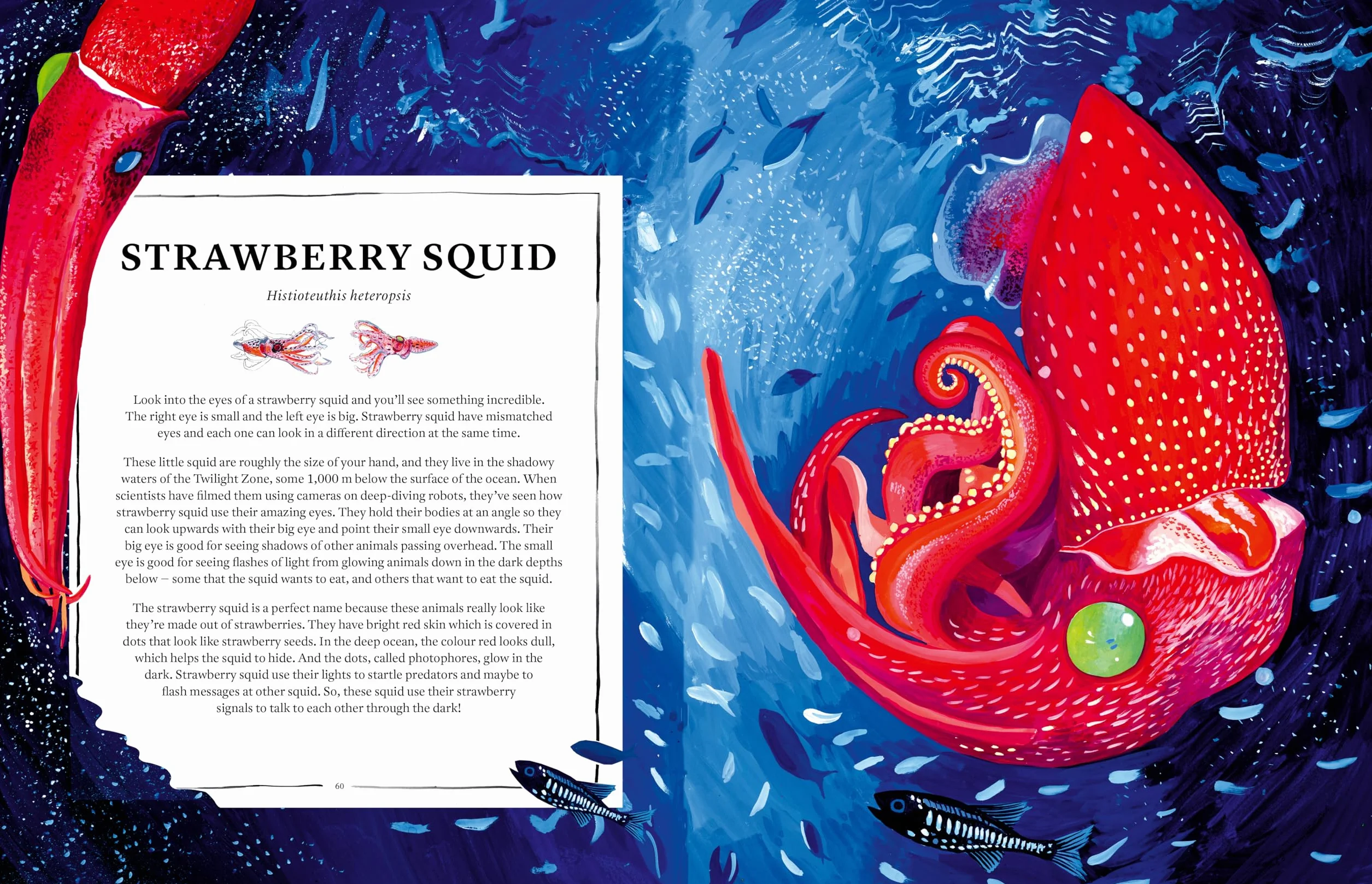 Oceanopedia /anglais: an Encyclopedia of Marine Creatures