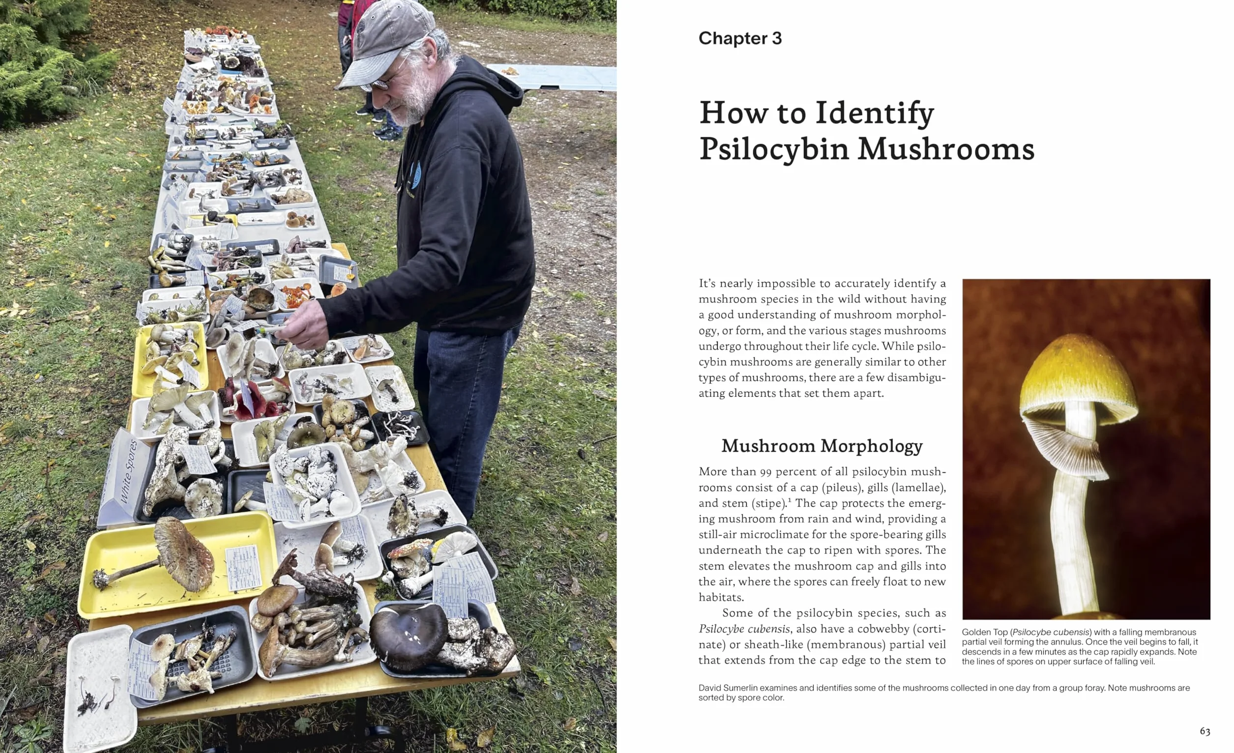 Psilocybin Mushrooms in Their Natural Habitats: A Guide to the History, Identification, and Use of Psychoactive Fungi