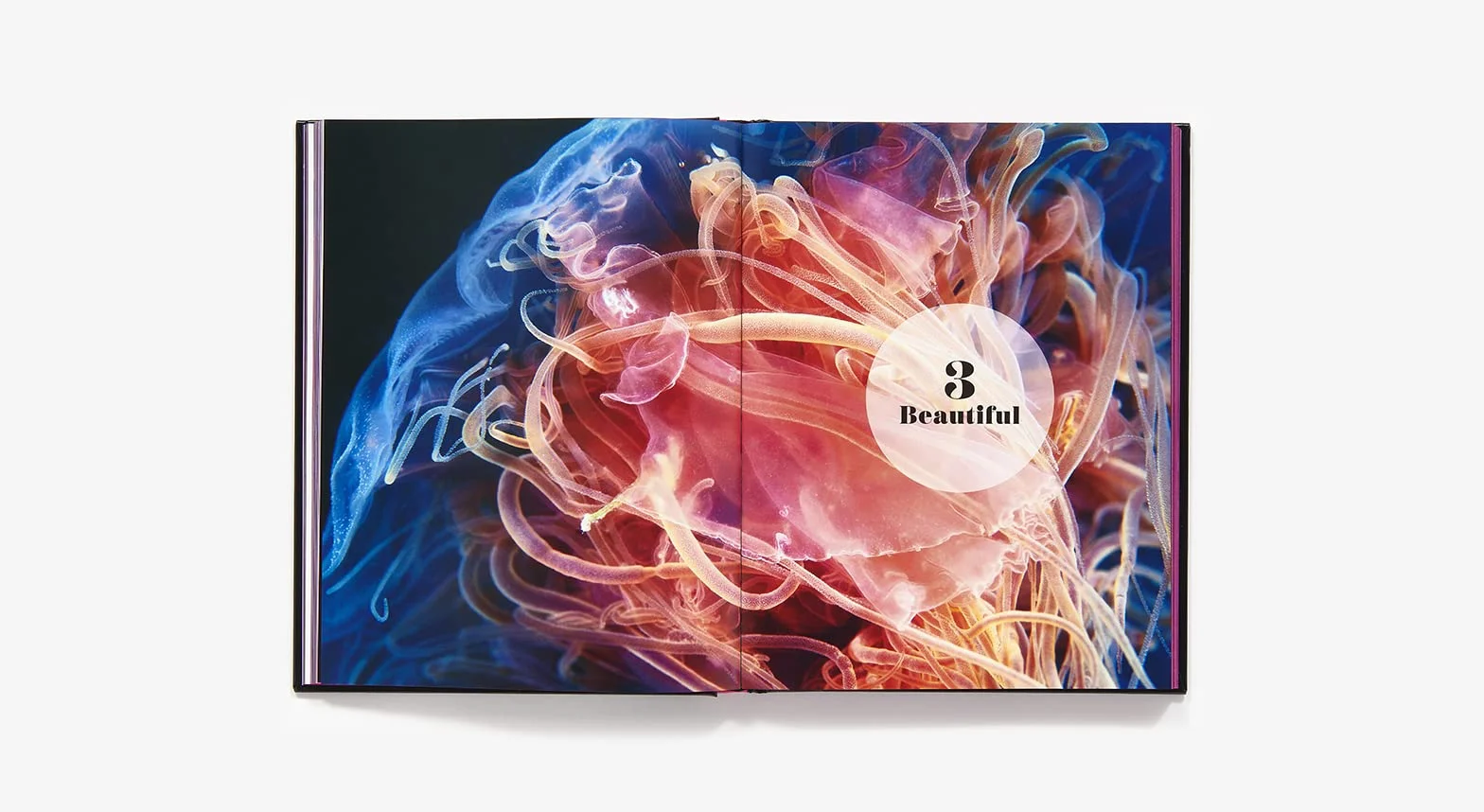 Shapeshifters: The Wondrous World of Jellyfish