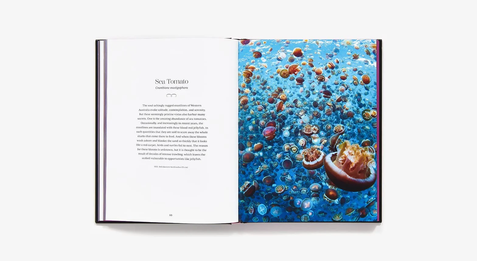 Shapeshifters: The Wondrous World of Jellyfish