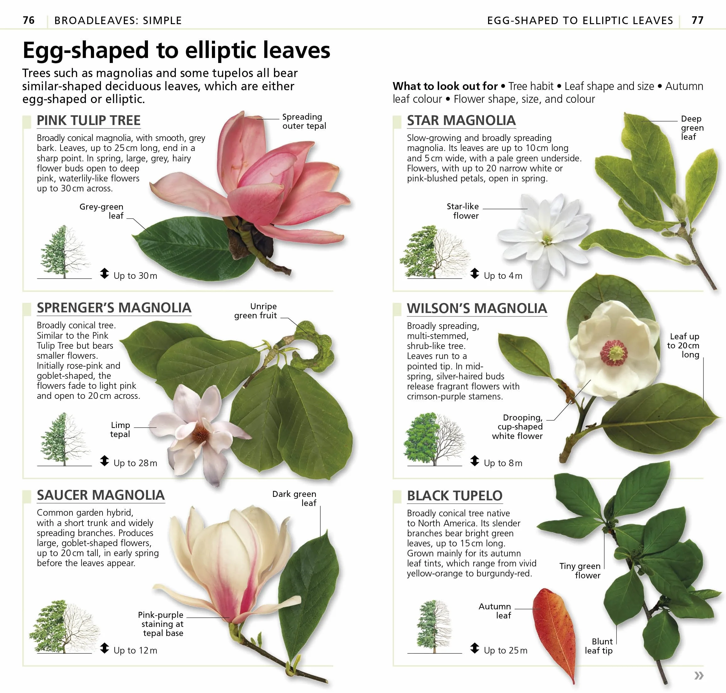 What's that Tree?: The Simplest ID Guide Ever