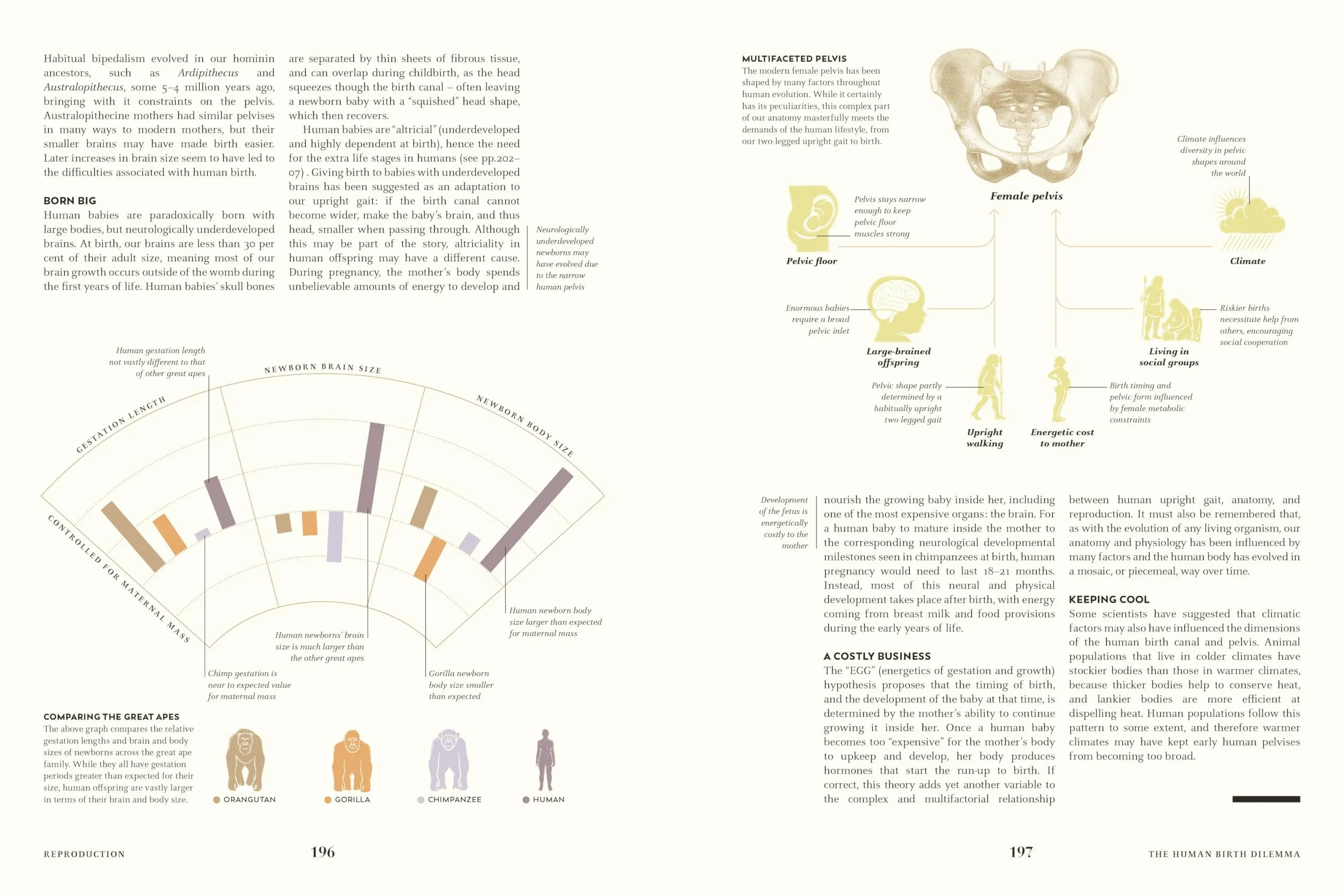 Humans: The Evolution of a Species