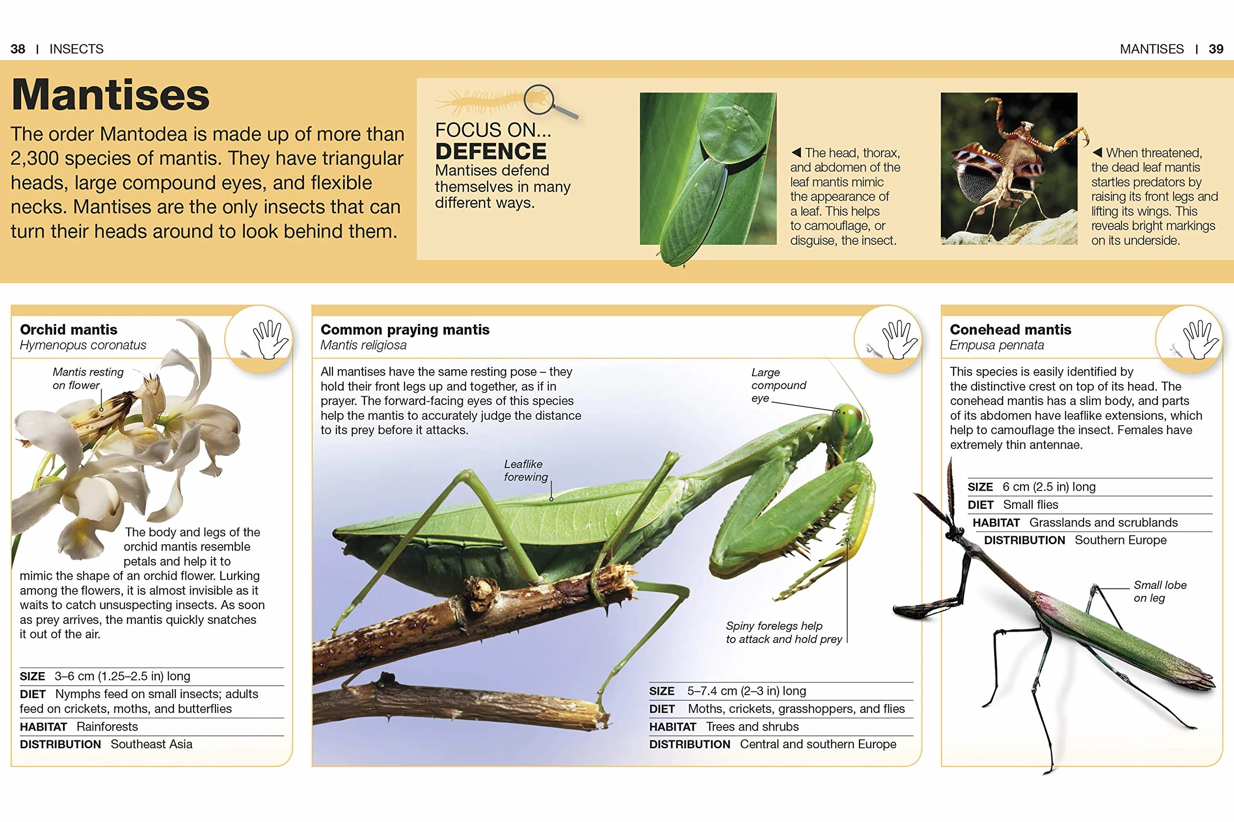 Pocket Eyewitness Insects: Facts at Your Fingertips