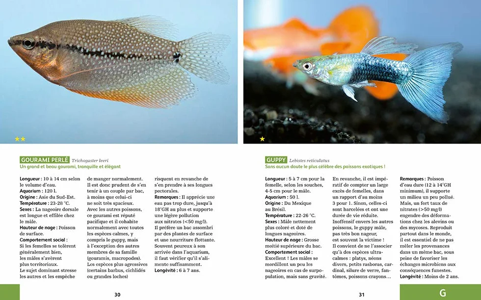 80 poissons exotiques: Les meilleures espèces pour aquarium d'eau douce
