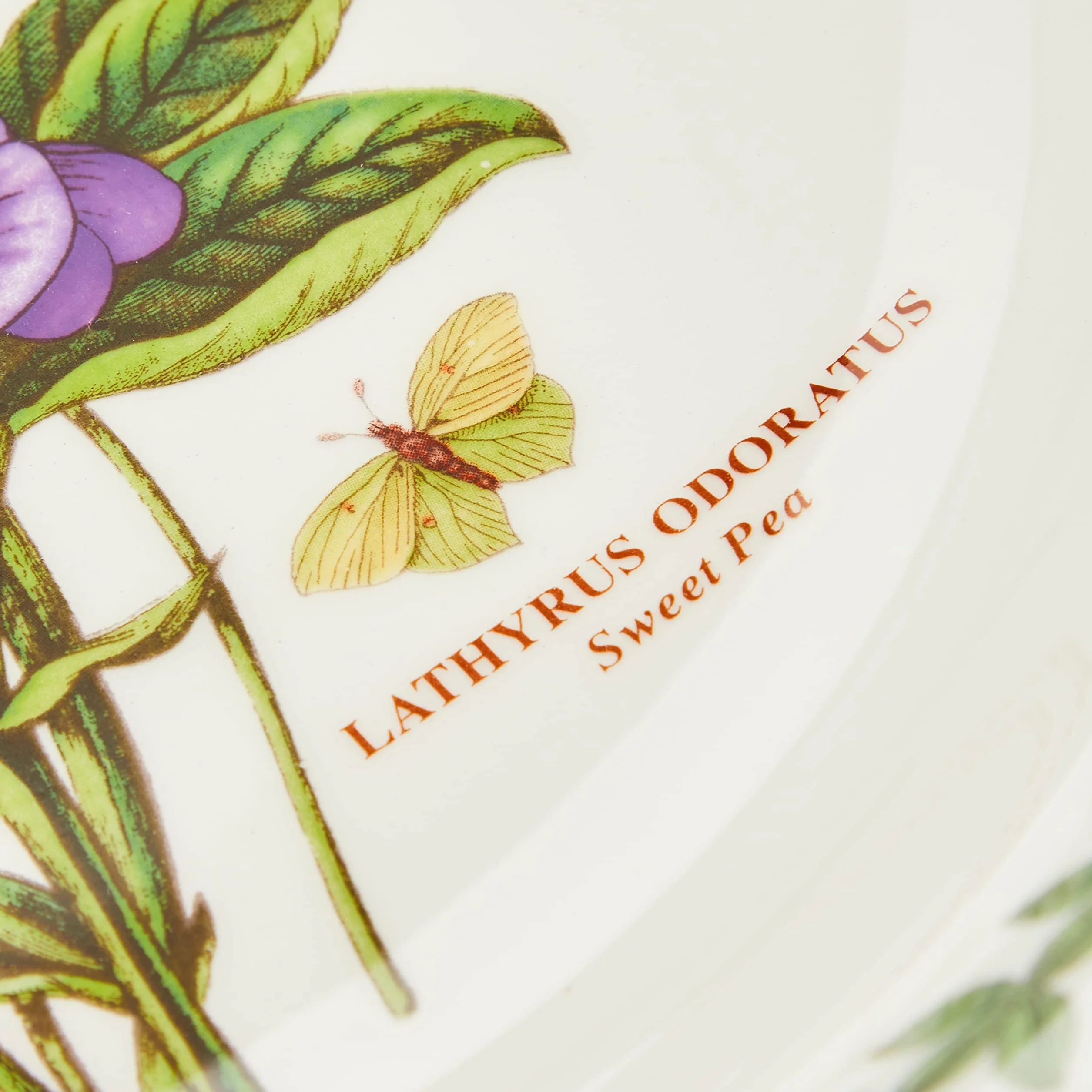 Portmeirion miska do makaronu 25 cm ogród botaniczny