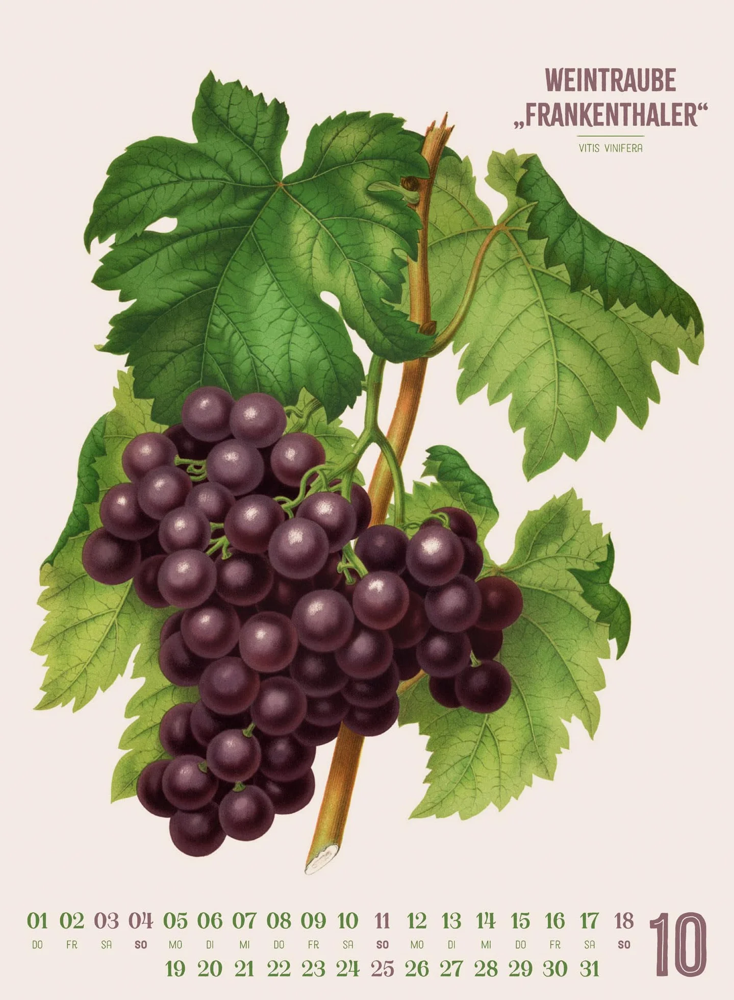 Obstgarten Kalender 2026 | Apfel, Birne, Pflaume & Co.: Stilvoller Retro-Küchen-Kalender im Hochformat (33x45 cm) | Gedruckt auf Apfelpapier