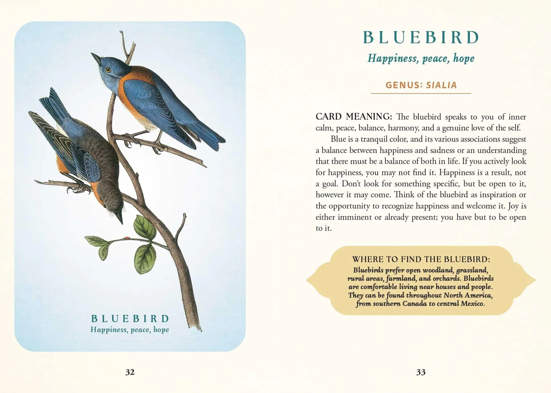 The Spiritual Meaning of Birds Oracle Deck: Discover the Wisdom & Insight of These Divine Winged Messengers