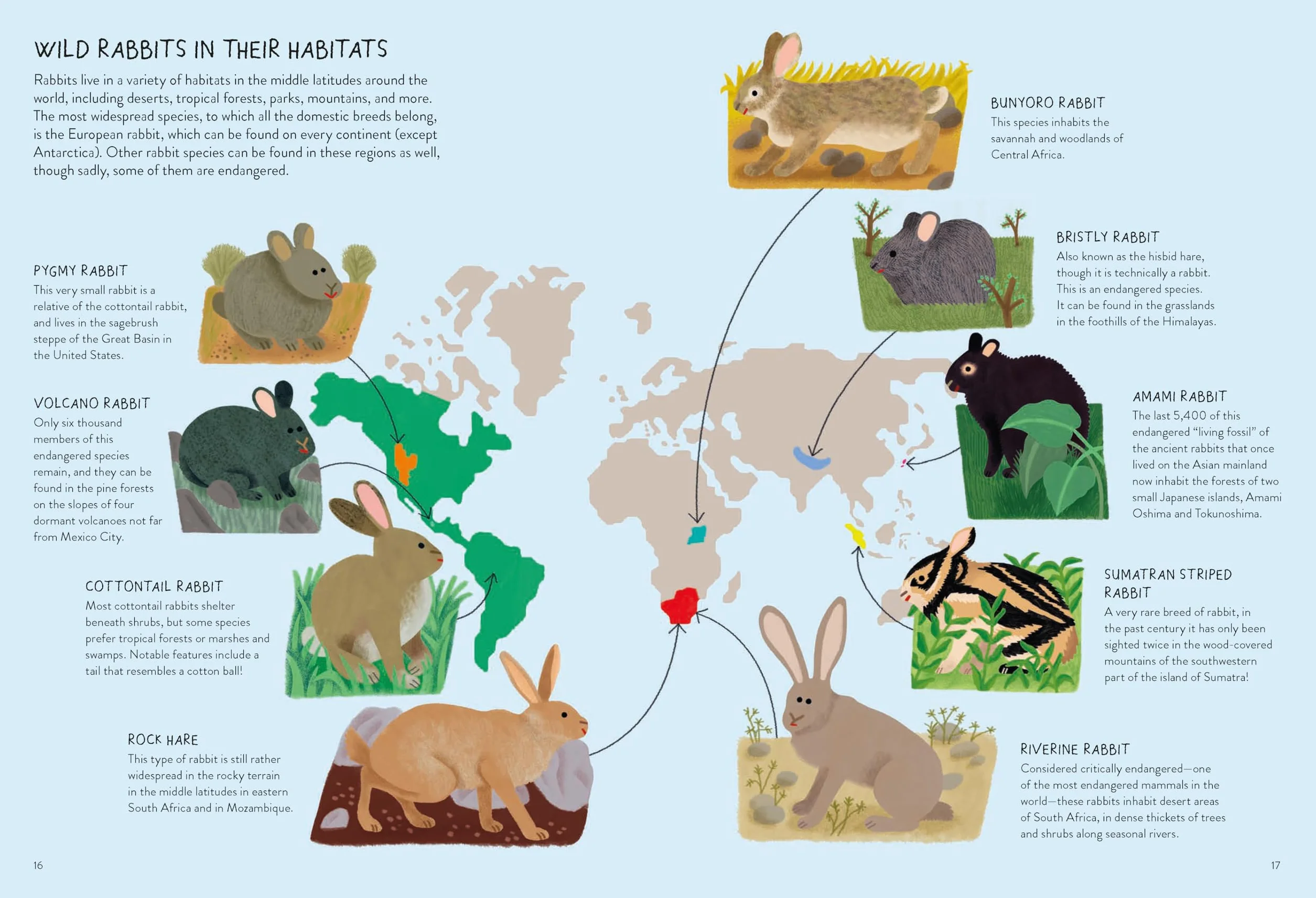 Rabbitology: The Ultimate Encyclopedia