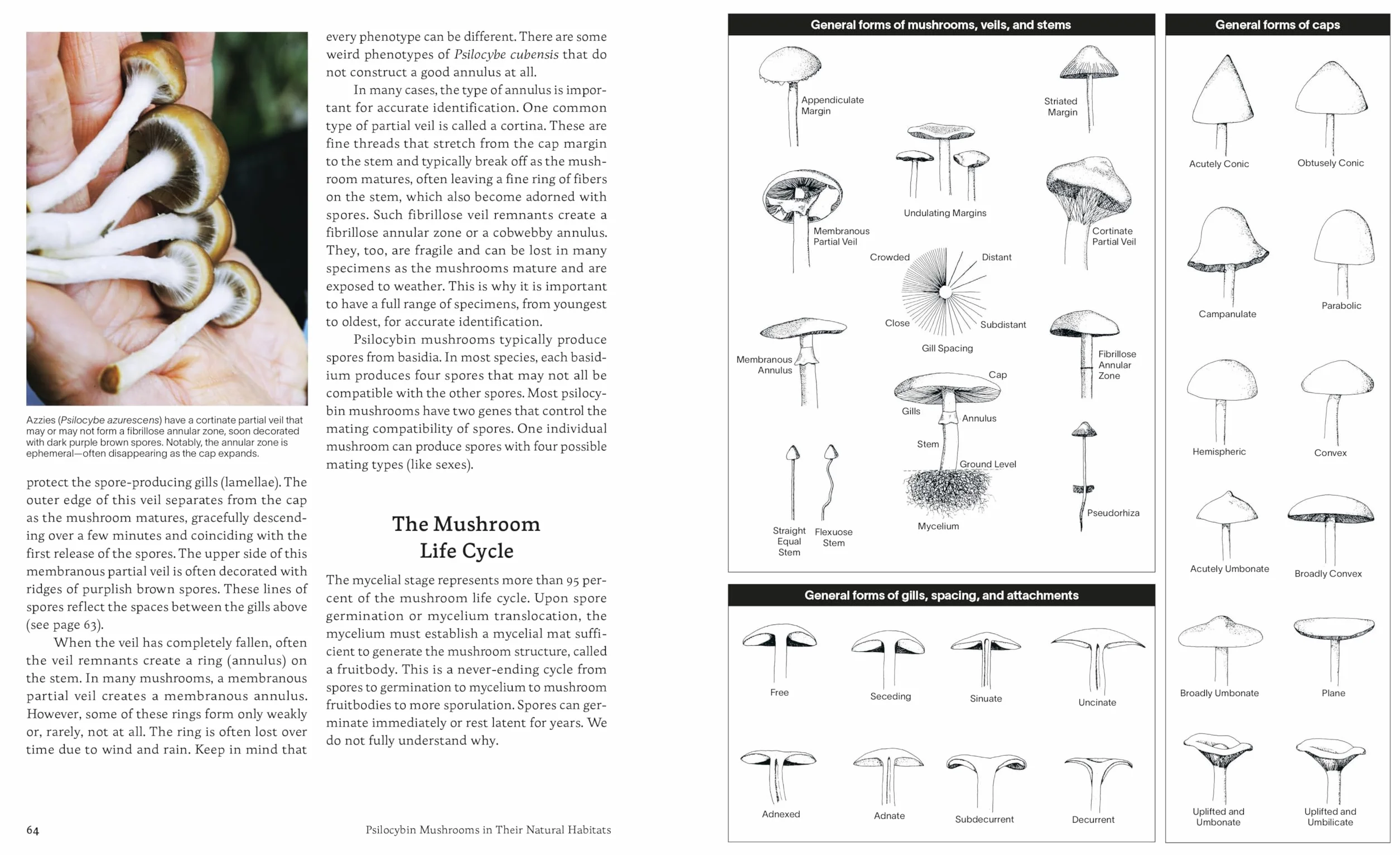 Psilocybin Mushrooms in Their Natural Habitats: A Guide to the History, Identification, and Use of Psychoactive Fungi