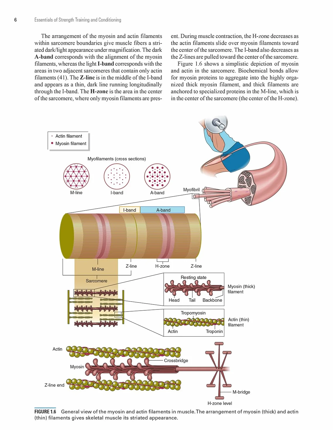 Essentials of Strength Training and Conditioning