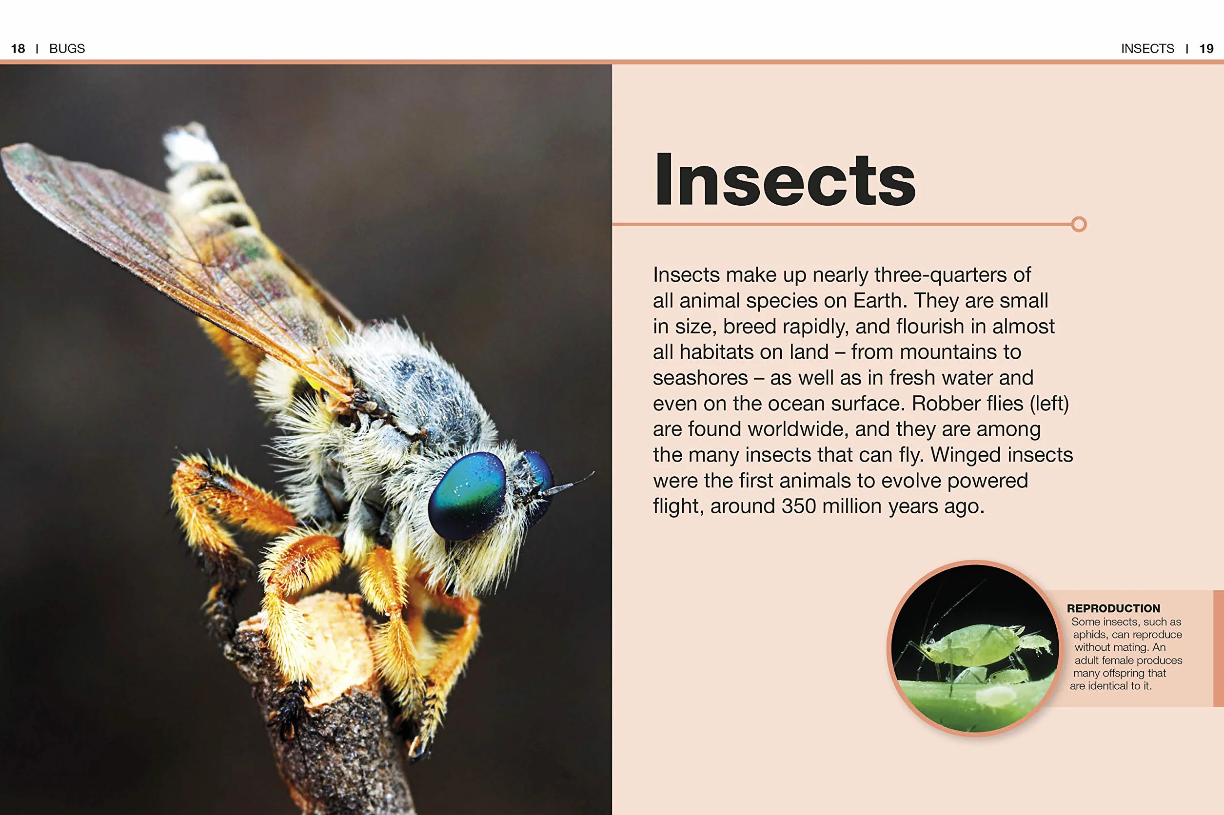 Pocket Eyewitness Insects: Facts at Your Fingertips