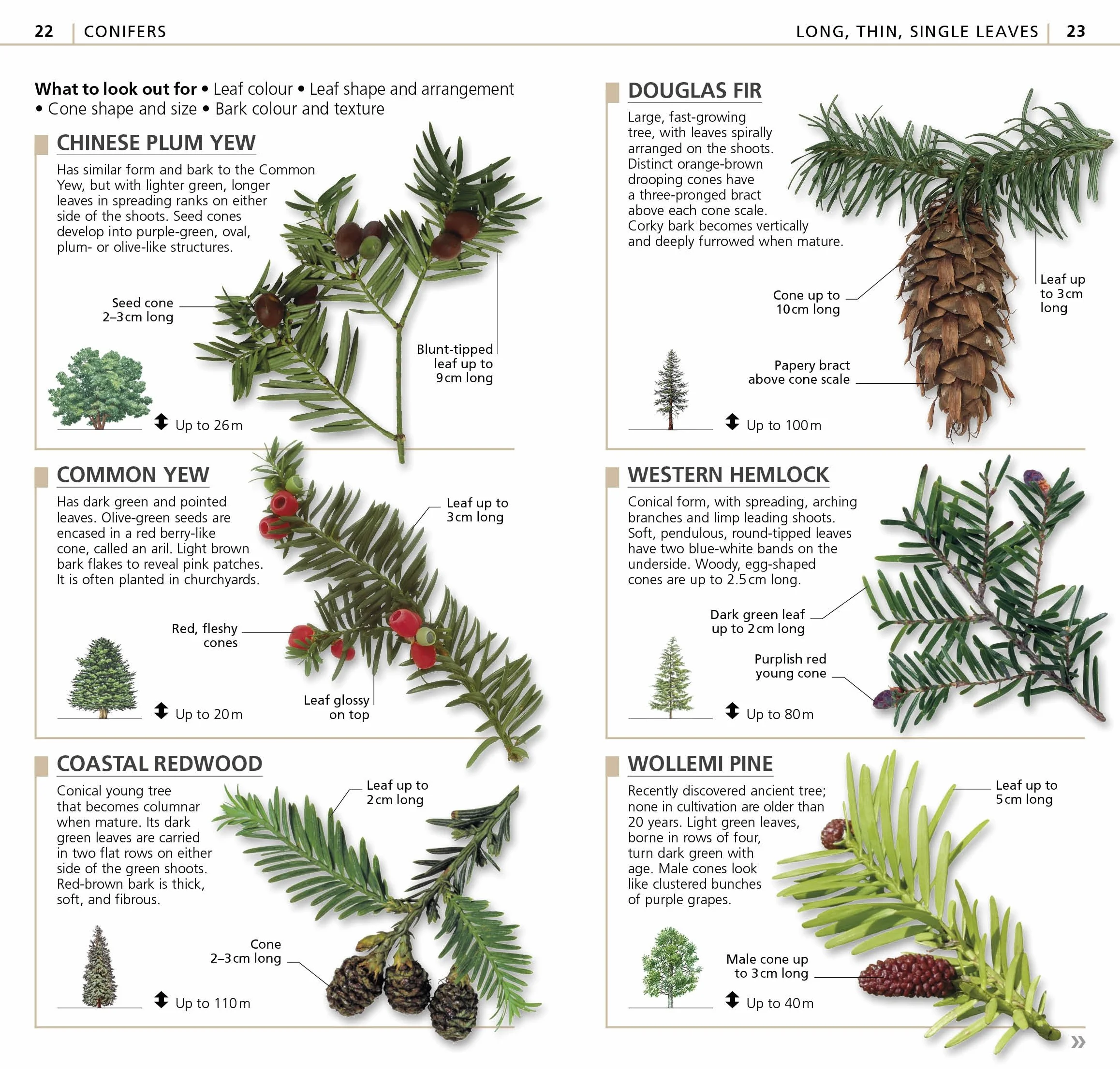 What's that Tree?: The Simplest ID Guide Ever