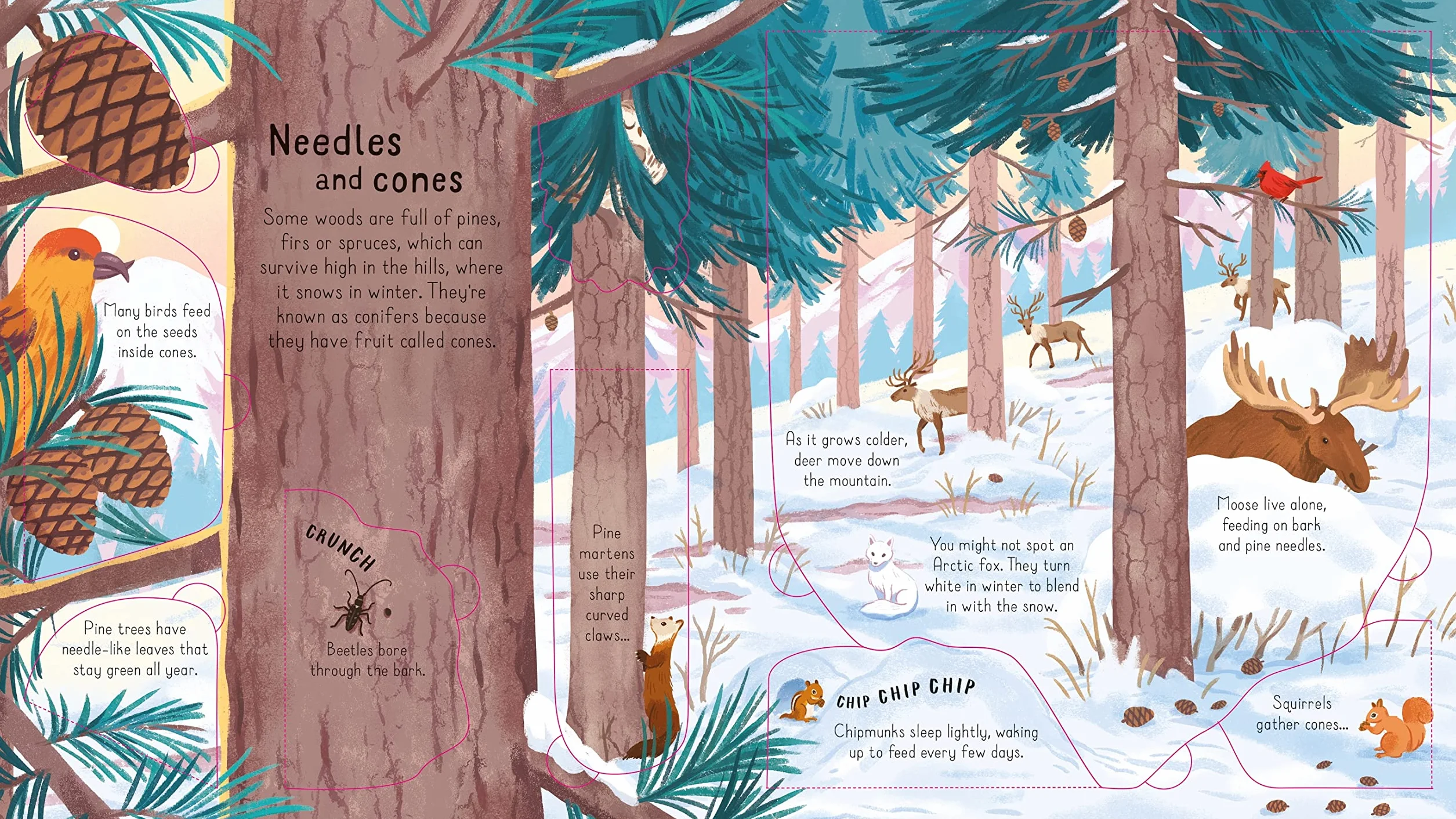 Look Inside the Woods