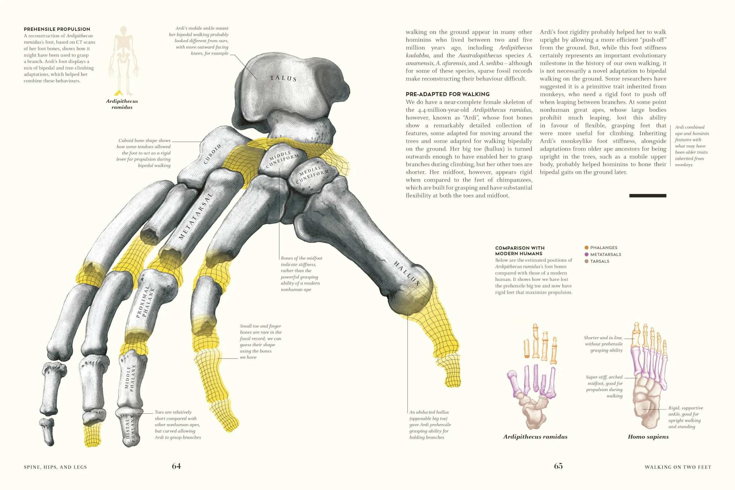 Humans: The Evolution of a Species