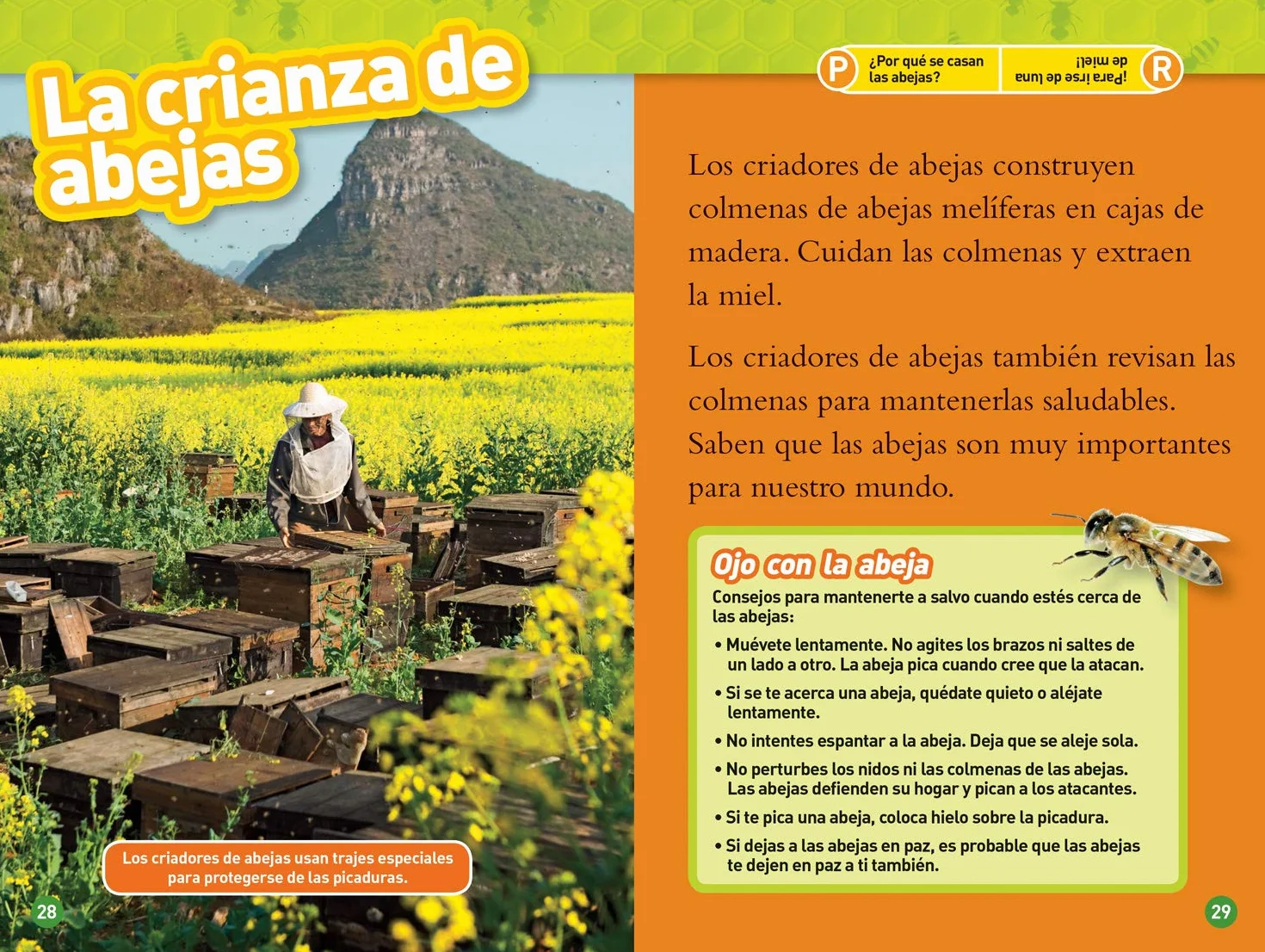 Las Abejas (L2)