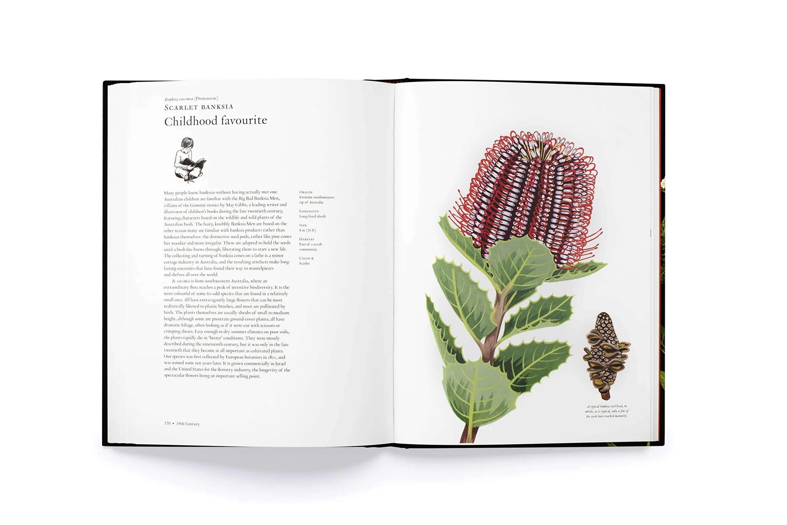 The Story of Flowers /anglais: And How They Changed the Way We Live