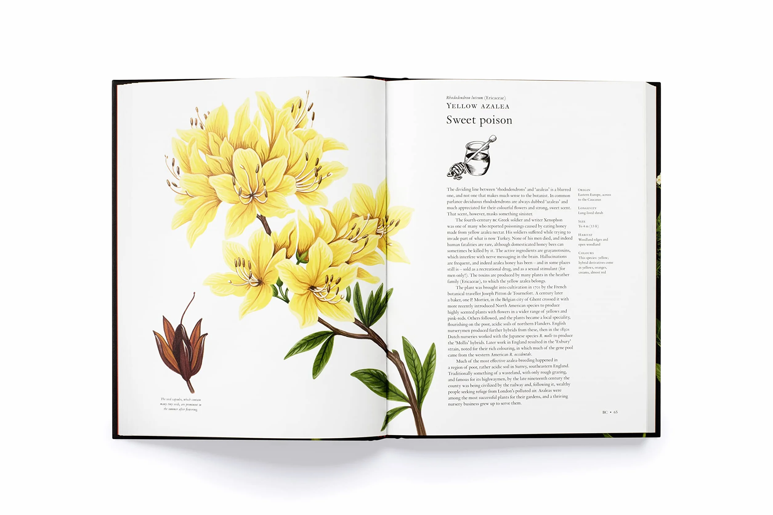 The Story of Flowers /anglais: And How They Changed the Way We Live