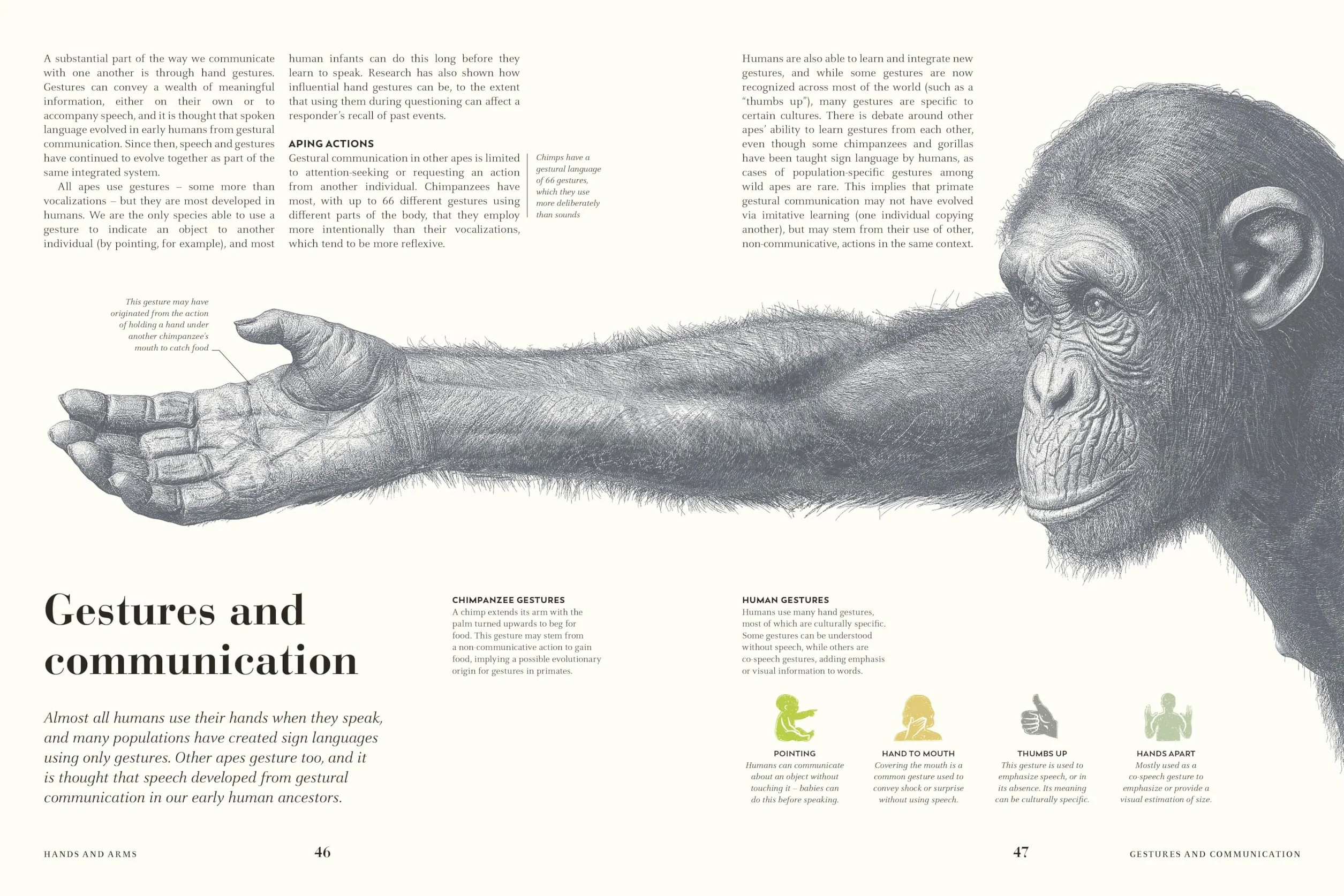 Humans: The Evolution of a Species